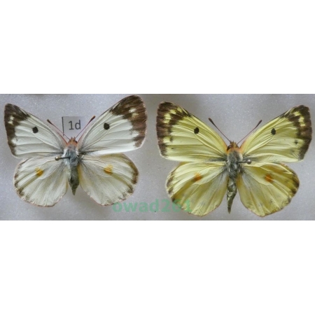 Colias alfacariensis Ribbe, 1905 pair Czech1d